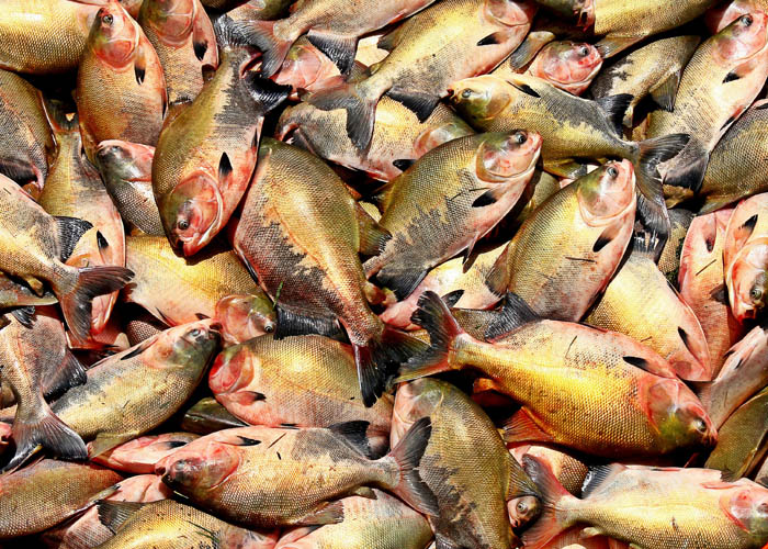 Tilapias_FelipeRosa