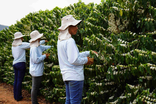 Trabalhadoras-colhendo-flores-divulgação