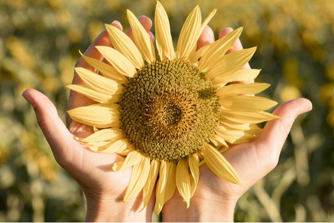 close-up-com-as-maos-segurando-um-girassol-freepik-divulgação