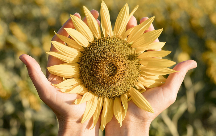 Safra brasileira de girassol avança e revela curiosidades sobre a planta