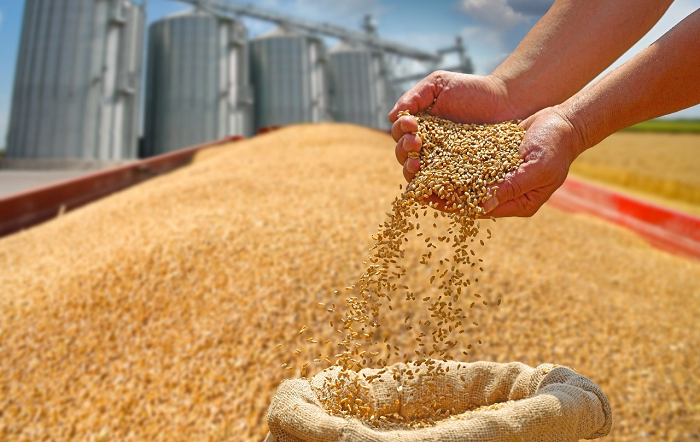 A importância do armazenamento adequado de grãos e seus impactos na qualidade da nutrição e nos resultados no campo