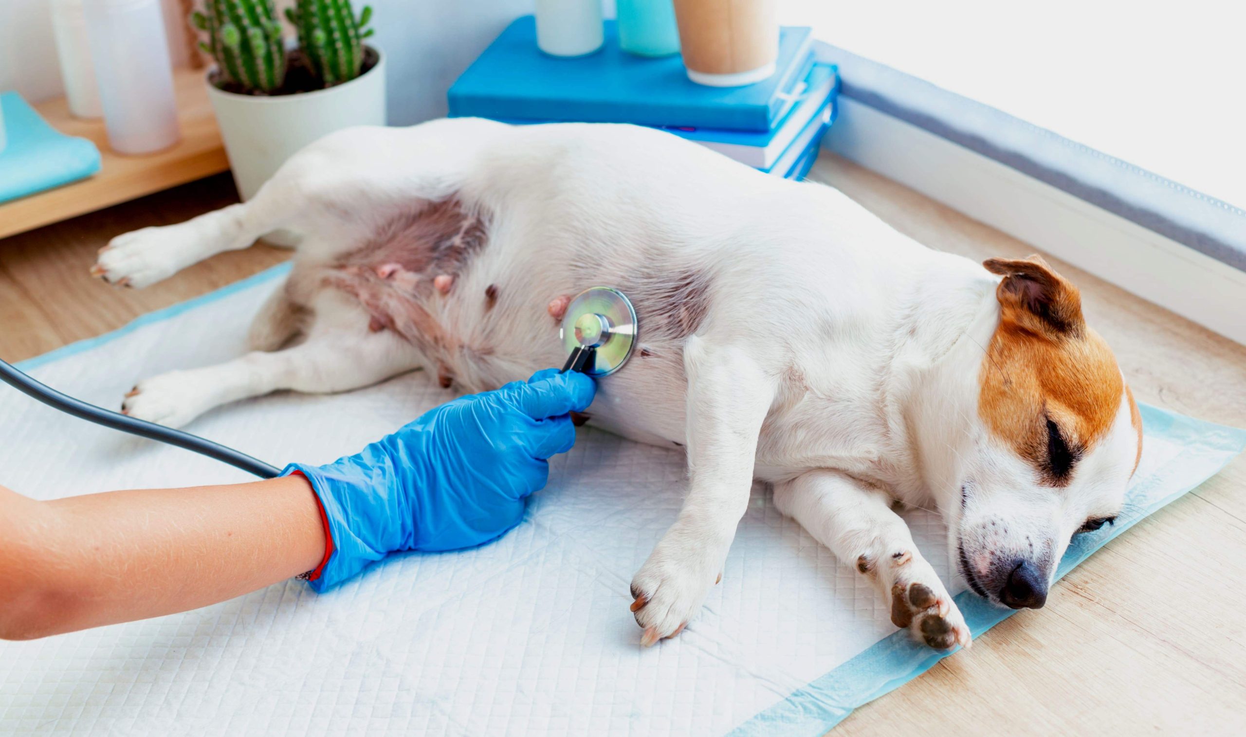 0 – FOTO ABRE -câncer-de-mama FOTO UNINORTE MANAUS – Copia