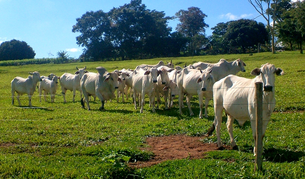 0 – FOTO ABRE -criacaodegado USP – Copia