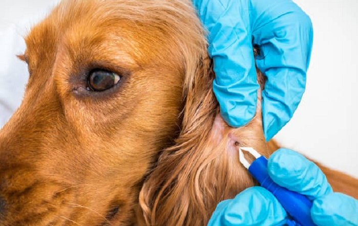 Especialista alerta para os riscos dos carrapatos e destaca formas de proteger os cães