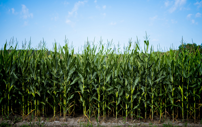 ORIGEO-A-importancia-da-prevencao-e-da-defesa-natural-da-planta-na-produtividade-de-soja-e-milho-foto-por-Freepik–editado