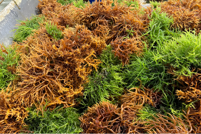 algas1-divulgação-editado