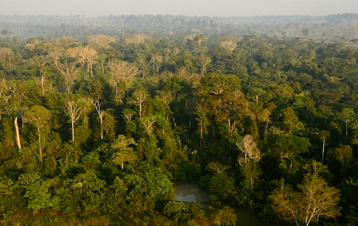 floresta_embrapa-site