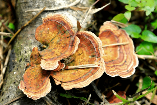 fungos-tronco-arvore-freepik-editado