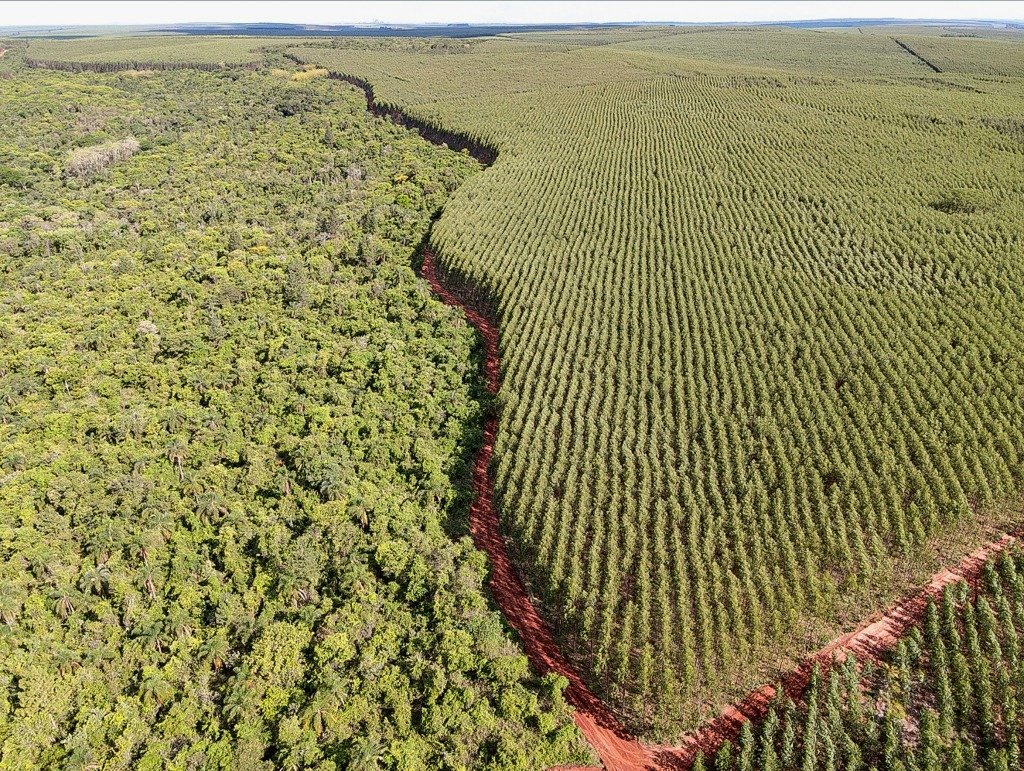 Setor florestal brasileiro aproveita COP30 para reforçar sustentabilidade 