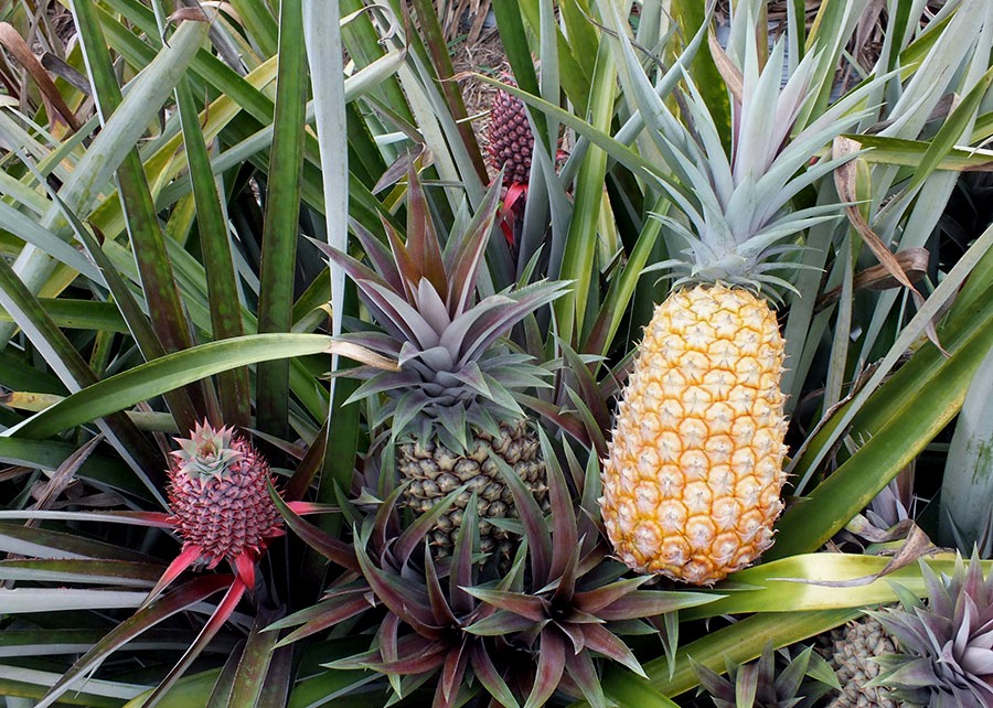 0 – FOTO ABRE -article (35) – Copia