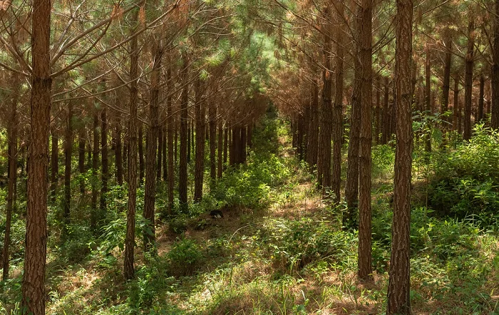 Foto-Zig Koch-editado