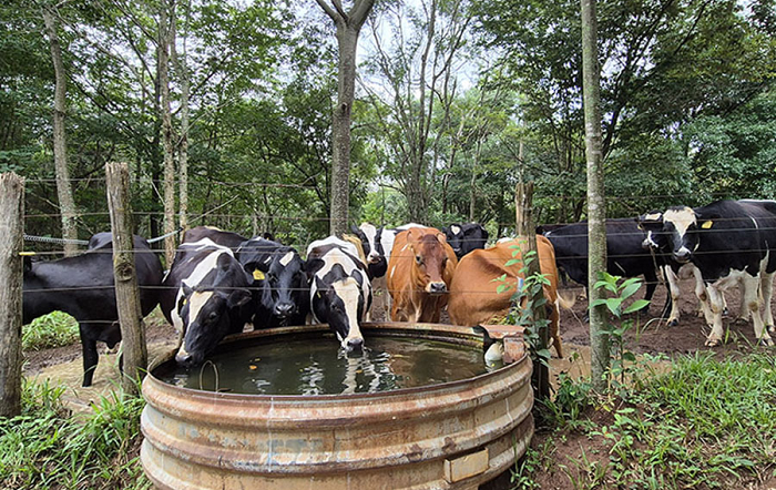 Pesquisa gerou dados sobre a eficiência hídrica nas propriedades e na produção do leite – Foto-Gisele Rosso-capa