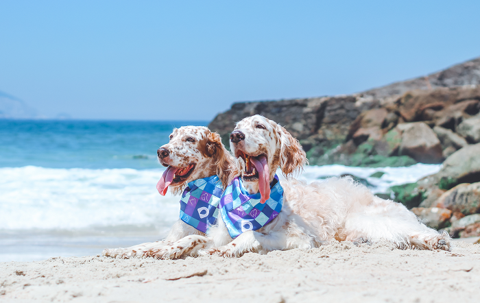Quando o descanso vira estresse: se não planejadas, as férias podem ser um risco para cães e gatos