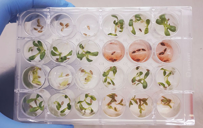 O extrato do fungo foi submetido em um bioensaio em sementes de alface. Foto-Debora Barreto-editado