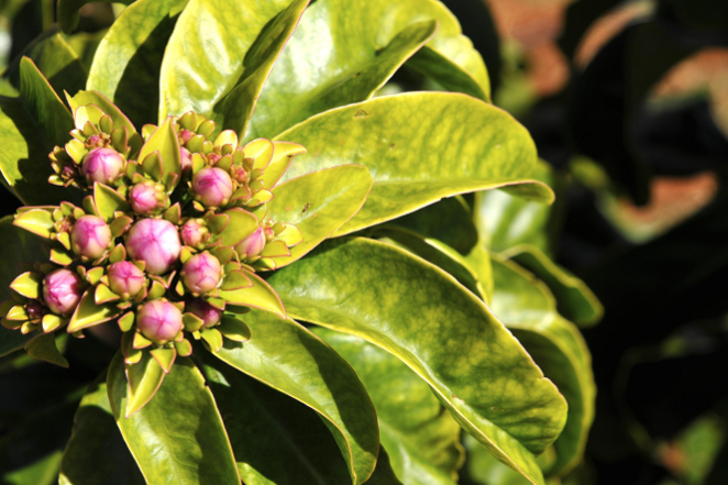 Patrícia da Silva Dias-editado