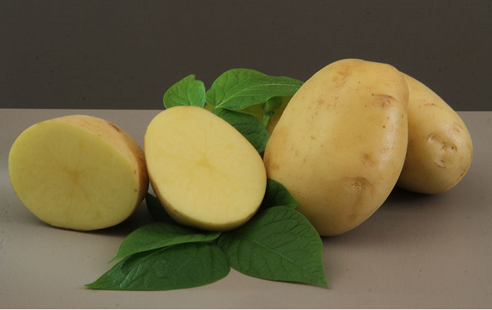 Textura firme, sabor característico, polpa amarela-clara e o formato ovalado dos tubérculos são características da nova batata que atendem necessidades da indústria – Foto-Paulo Lanzetta – capa-editado