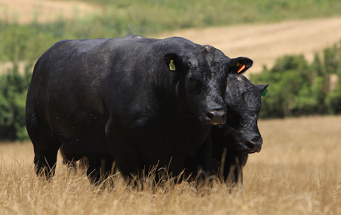 A estratégia para o selo Beef on Dairy estimula o cruzamento de touros Angus com vacas leiteiras das raças Holandesa e Jersey – Photo- Edu Rocha-capa