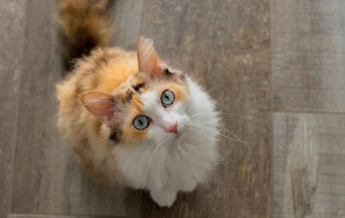 Divulgação Royal Canin-edit