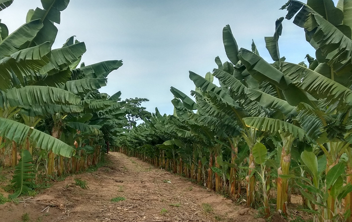 Especialista dá dicas para formação de pomar com bons resultados