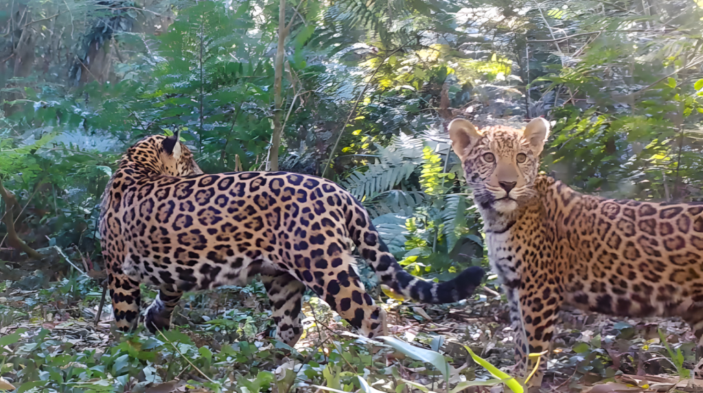 Diminuição de presas aumenta risco de extinção da onça-pintada na Mata Atlântica