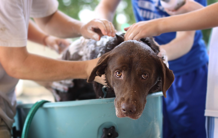 angel1238812pixabay-editado