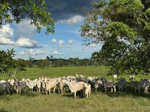 Planejamento e nutrição elevam a rentabilidade no descarte de novilhas