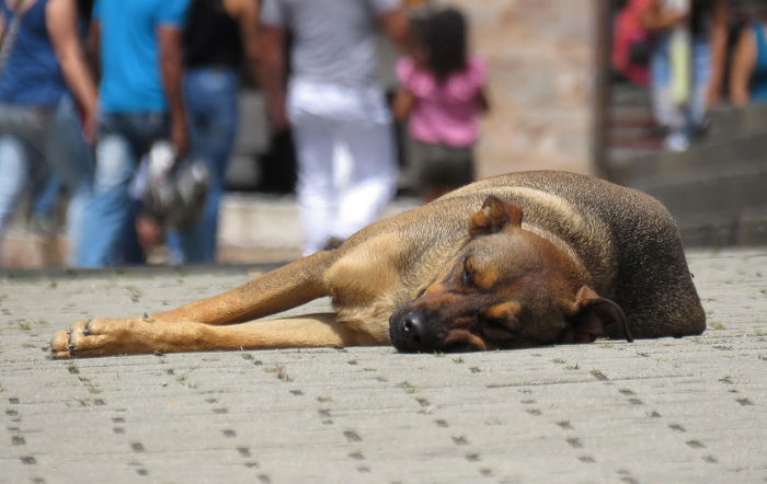 O que é a federalização e como ela se aplica no caso do cão Orelha?