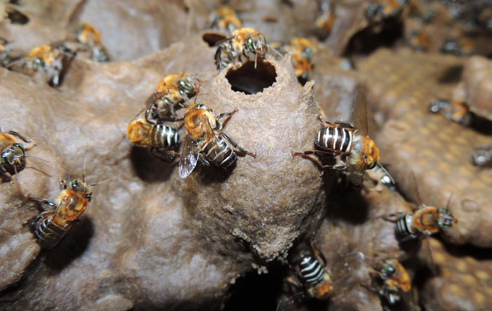 Abelhas nativas são as principais vítimas dos agrotóxicos, mas grupo é desconsiderado pelas legislações vigentes