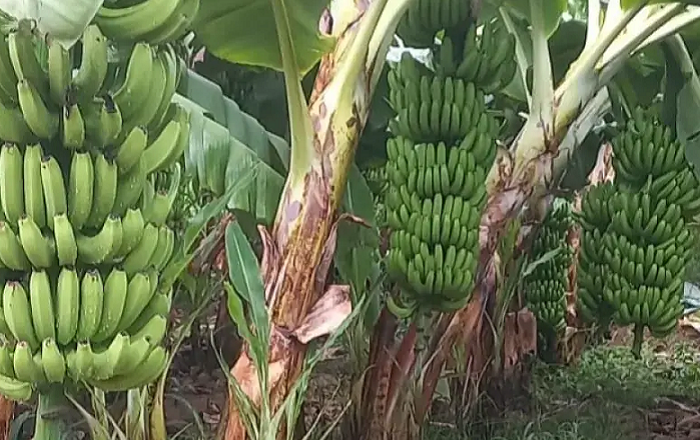 IG conquistada pela banana de Bom Jesus da Lapa (BA) amplia oportunidades para produtores locais