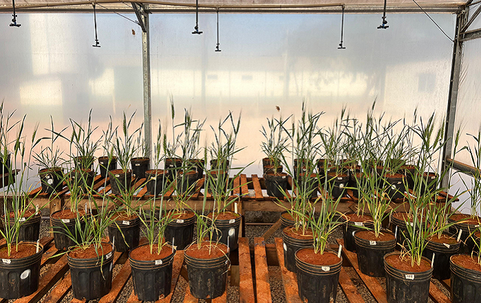 Uso de algas brasileiras como bioestimulante em grãos sob estresse hídrico é avaliado em estudo