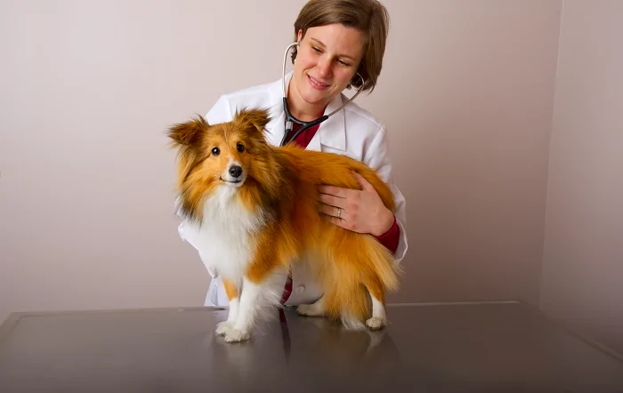 Automedicação em pets: especialista alerta sobre os riscos da troca de medicação e da interrupção de tratamentos