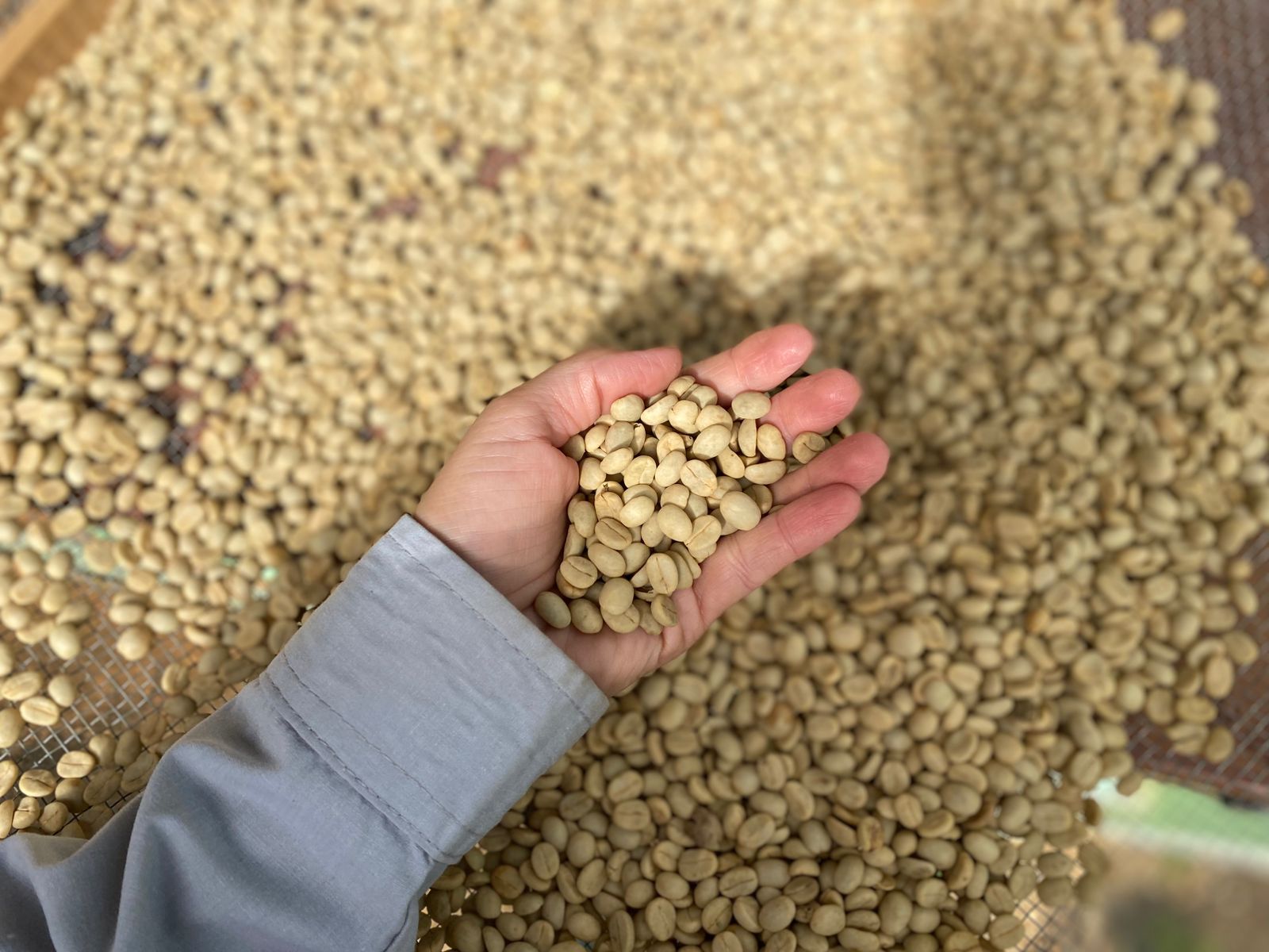 Começou a comercialização de sementes de café da safra 2025/2026