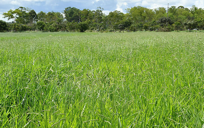 Embrapa e Unipasto lançam primeira cultivar brasileira de Brachiaria decumbens