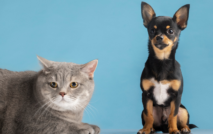 Saiba como identificar se a dieta do seu pet é realmente adequada