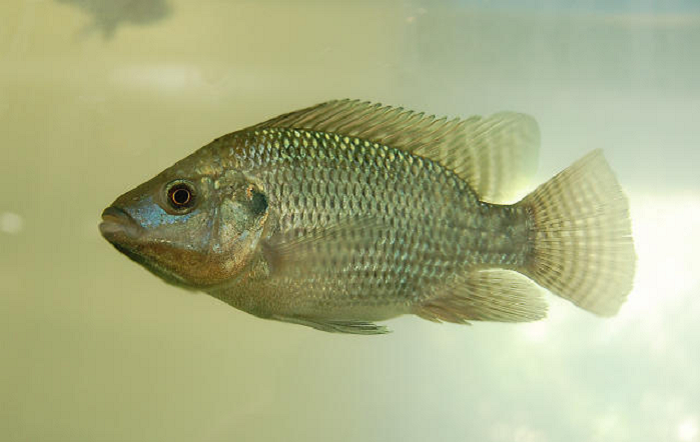 Inclusão de planta medicinal na dieta melhora saúde e desempenho de tilápias em cultivo tropical