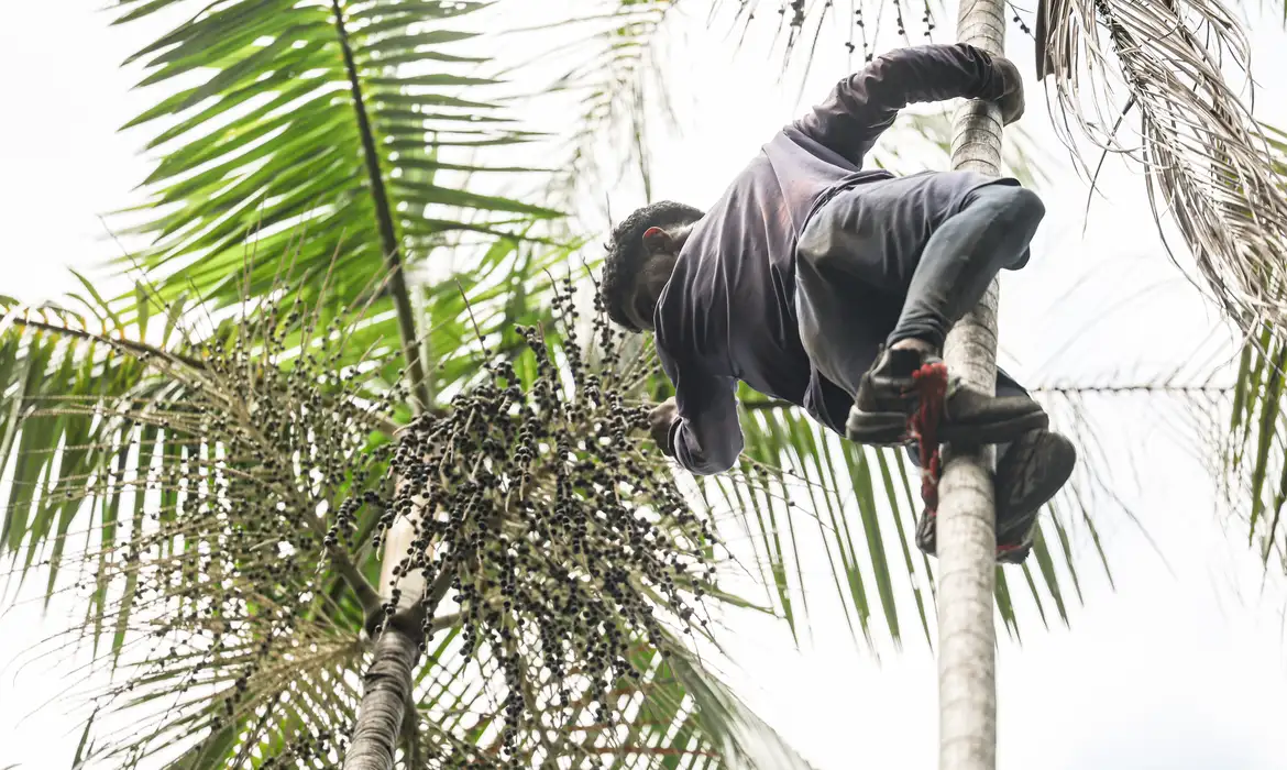 agrofloresta-salvaterra-mc_abr_02102025-18_0