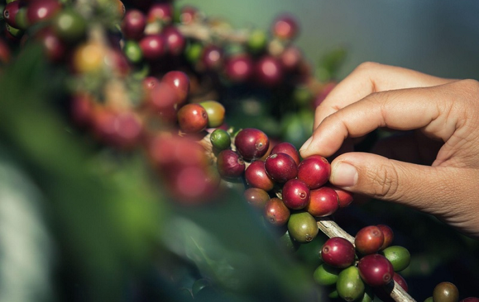Protagonismo: manejo nutricional do café já influencia os primeiros indicadores da safra 2026/27