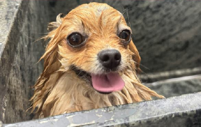 Banho semanal em pets: cuidado com a saúde da pele dos animais