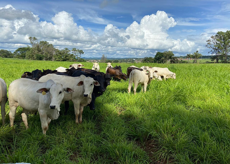 Ferramentas de IA já são usadas no manejo de plantas daninhas em sistemas de ILP