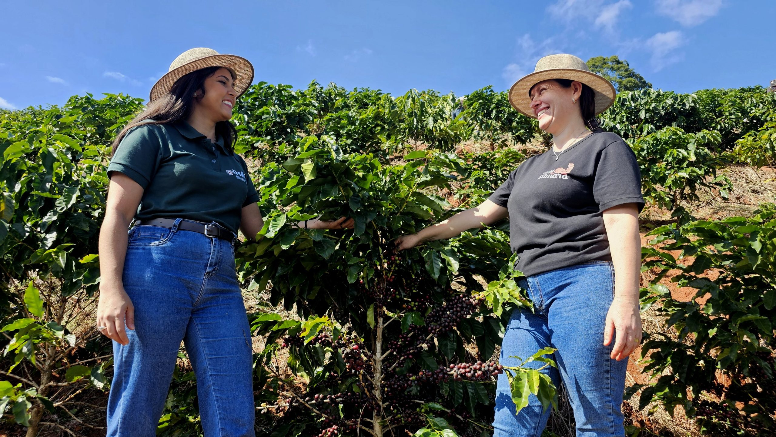 Da lavoura à xícara: venda direta do café beneficiado pelos agricultores pode triplicar a renda
