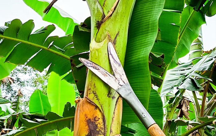 Ferramenta artesanal alia eficiência e sustentabilidade à bananicultura familiar na Amazônia
