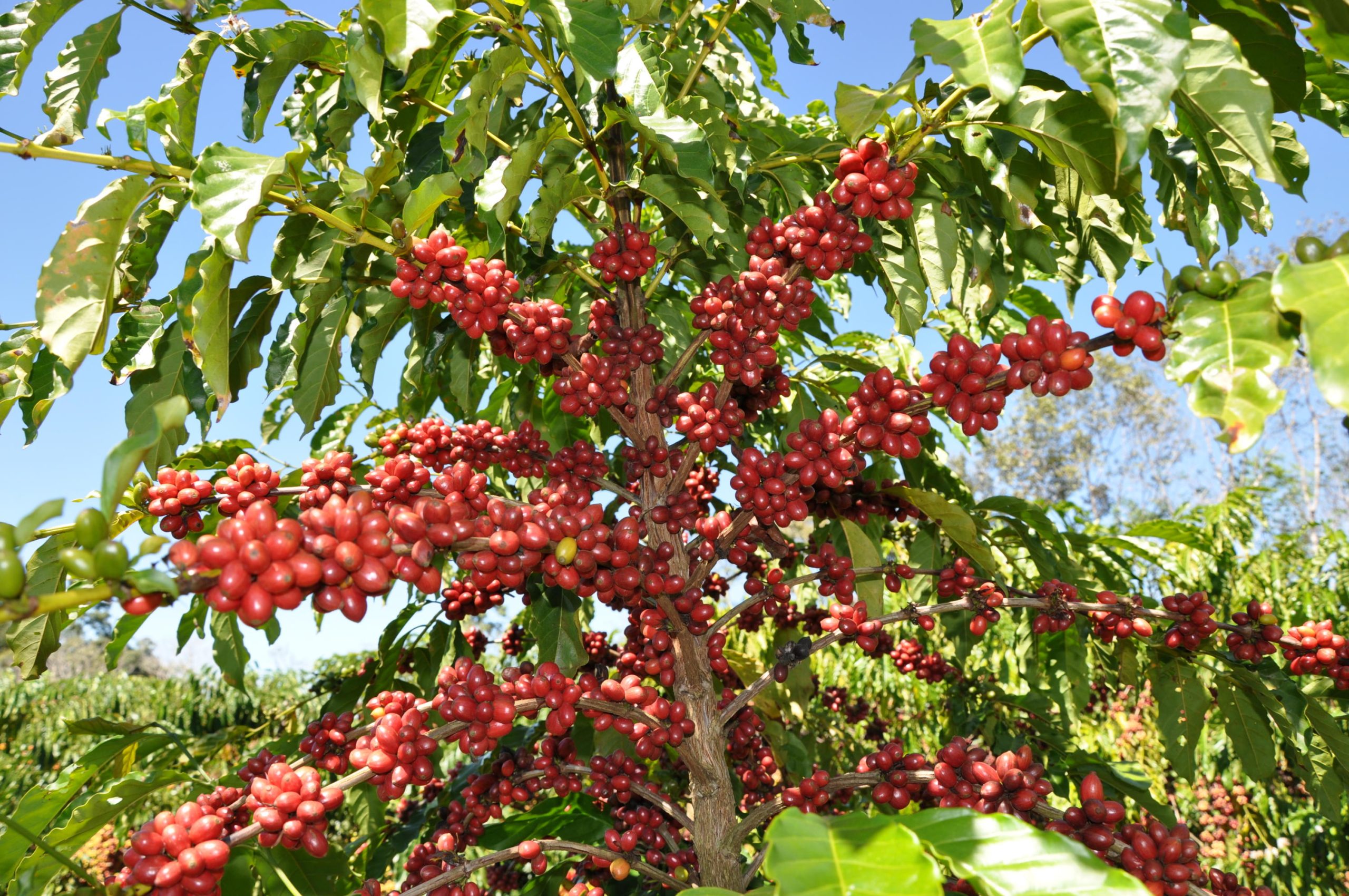 Exigências da União Europeia podem prejudicar pequenos cafeicultores