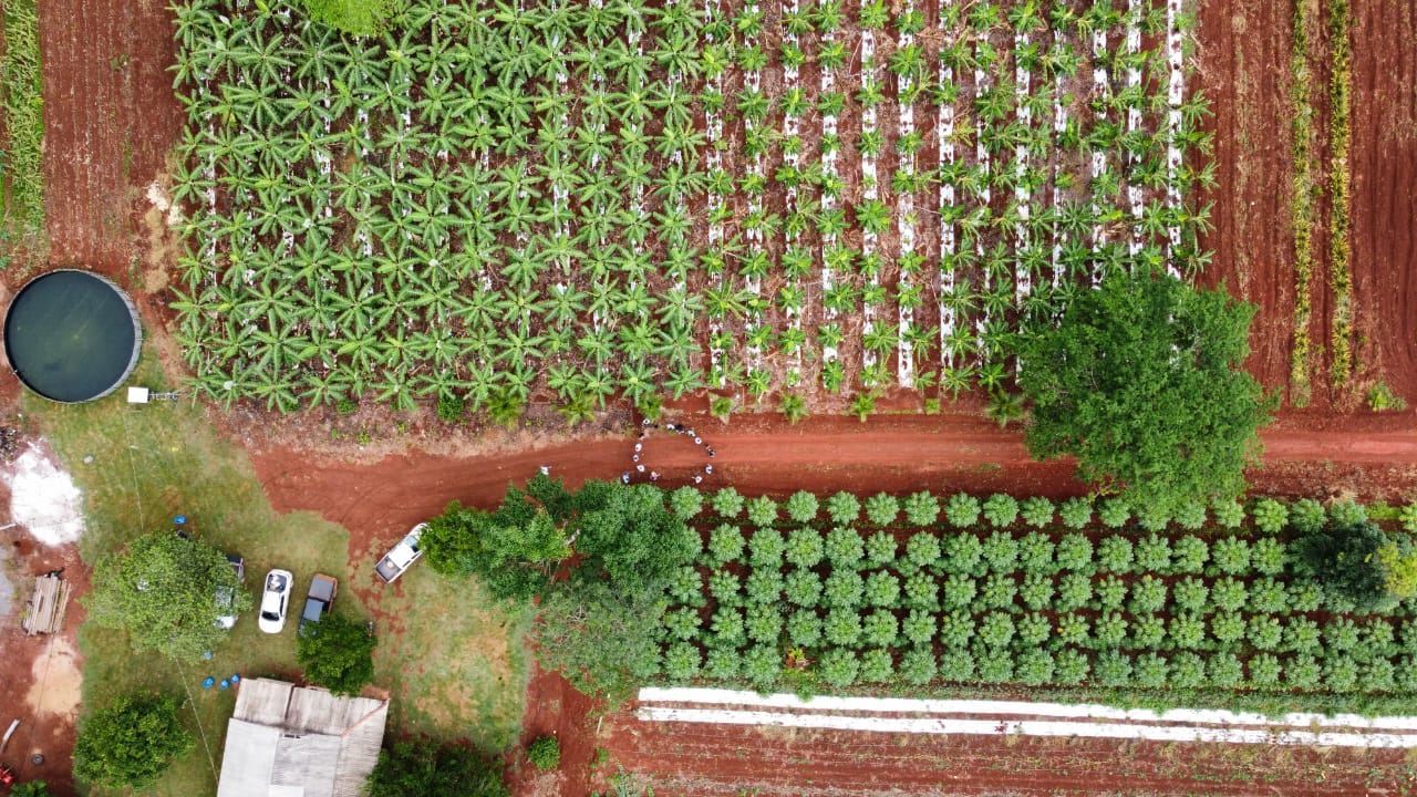 Sistema agroflorestal transforma a vida de pequenos produtores