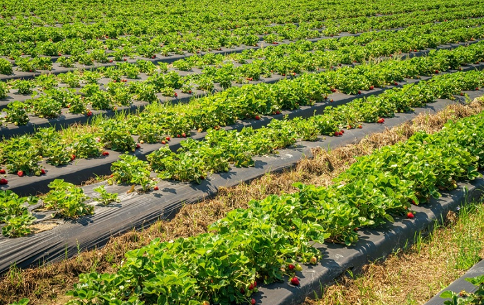 Hortifruti: tecnologia nutricional é o caminho para reduzir perdas e elevar o padrão de qualidade exigido pelo mercado