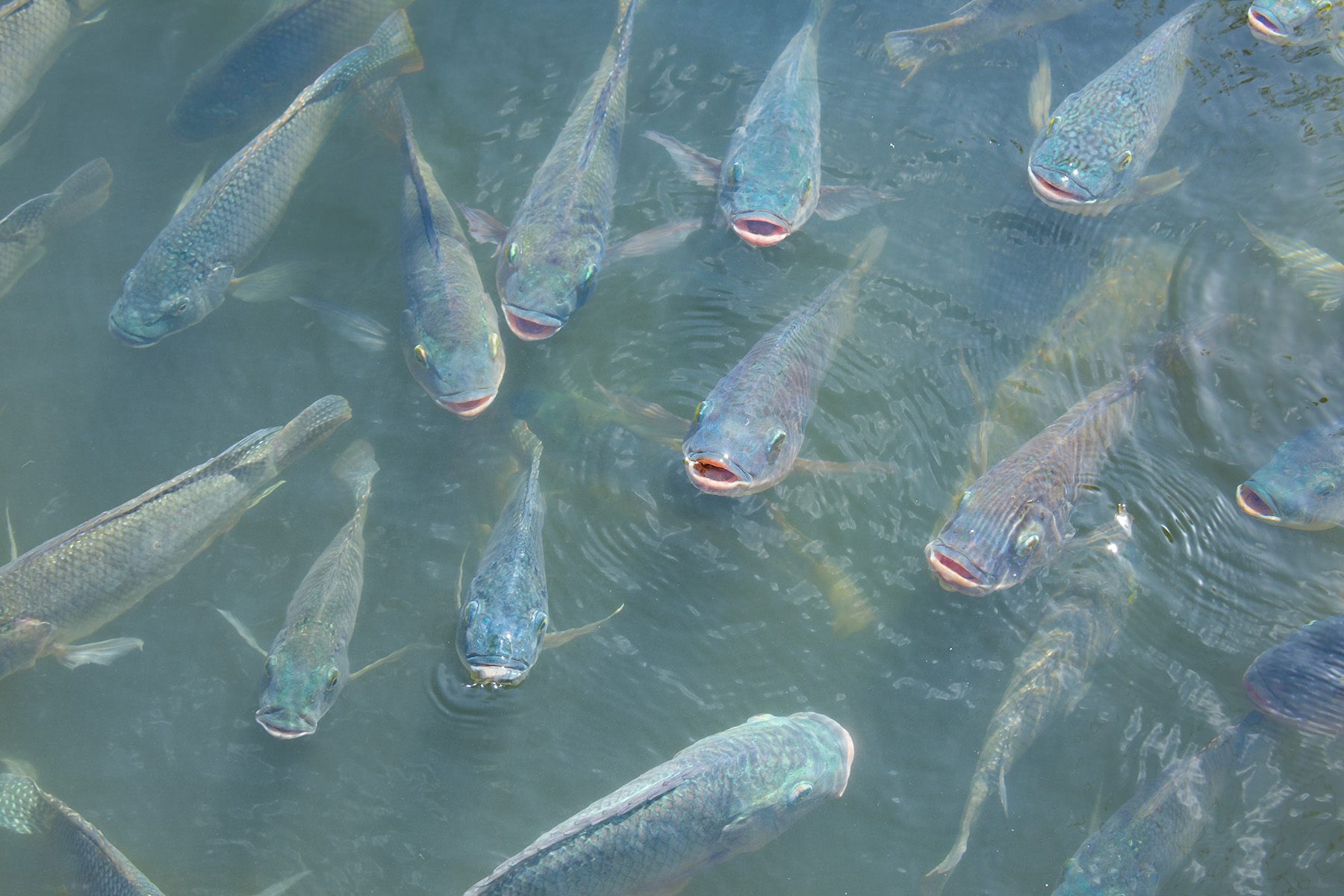 Estresse dos peixes ameaça produtividade na piscicultura