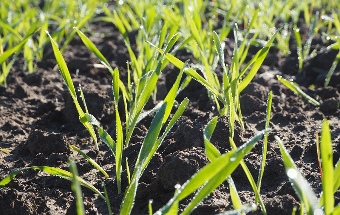 Projeto da Embrapa visa antecipar e monitorar riscos climáticos na agricultura brasileira