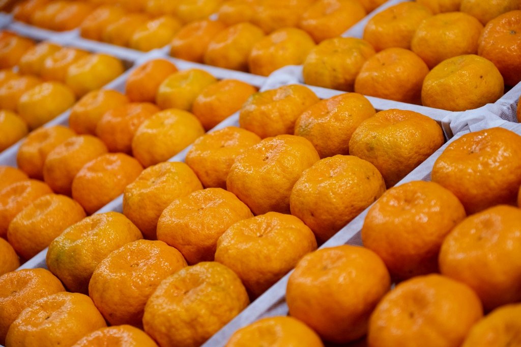 Fruta da safra, a tangerina é rica em vitamina C e compostos bioativos