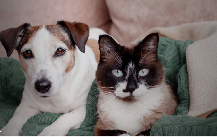Inverno demanda mais atenção e cuidados à saúde intestinal de cães e gatos