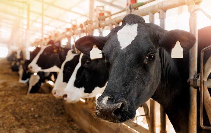 Prevenção é um dos principais pilares da produção animal moderna