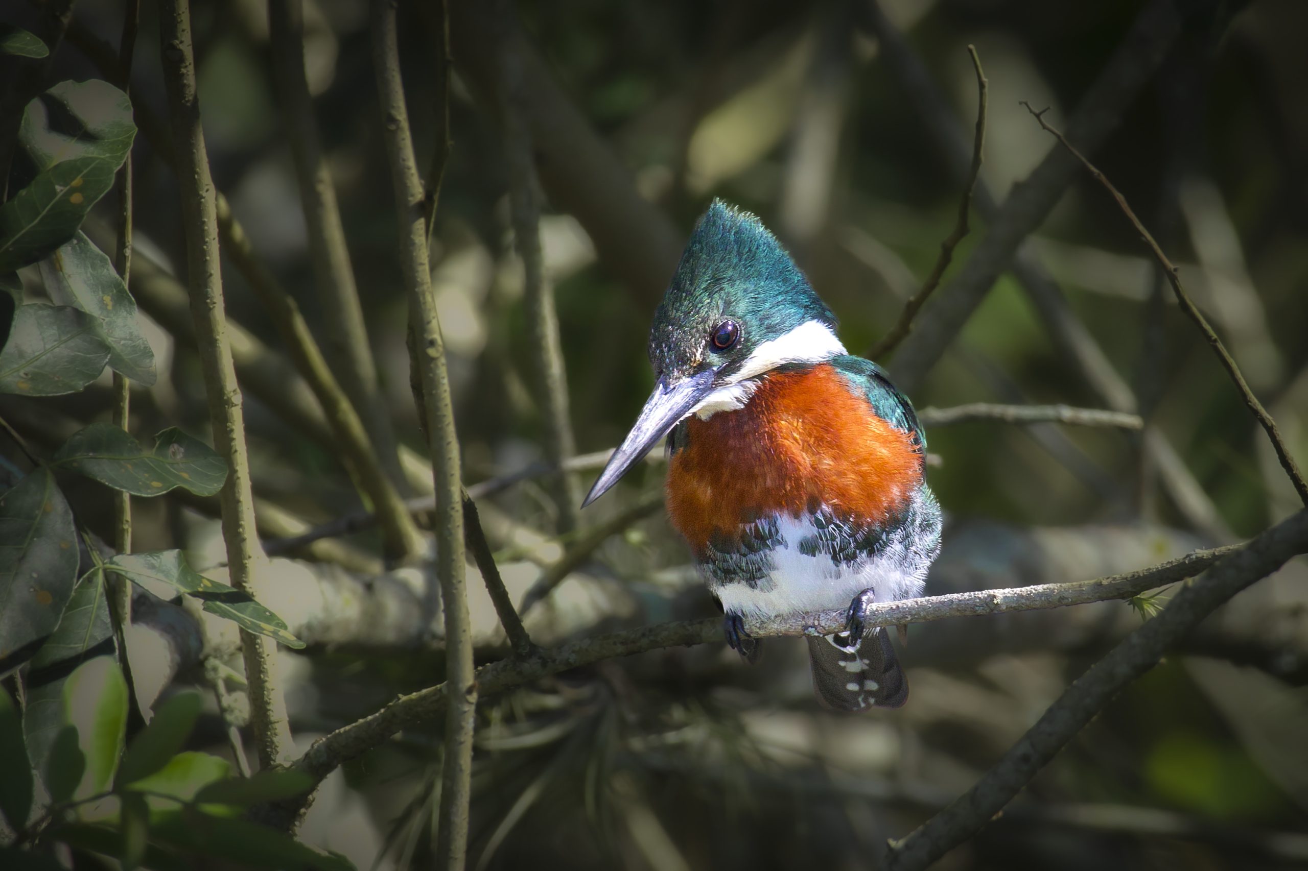 “Birdwatching” transforma fazendas que revelam riqueza da aves brasileiras